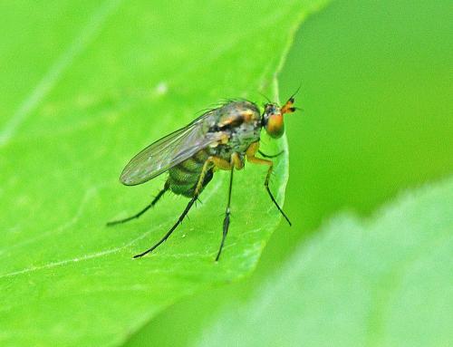 Réf. 350 867 : Dolichopus plumipes